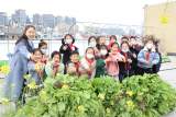 小农场 大课堂  ——记合肥市芙蓉小学“拔莴笋“活动