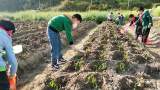 岳西县河图辅导小学劳动教育基地春季又开播啦