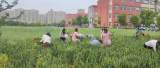 深耕细耘希望长，稇载而归硕果香——临泉县城中路小学劳动实践基地收获节纪实