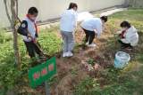滁州市会峰小学开展劳动教育实践基地种植活动
