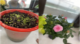 合肥市淮河路第三小学教育集团映月校区：乍暖还寒春终至 人间四月醉春颜