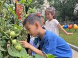 合肥长幼教育集团京福分园：走进夏至 感受传统