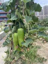 夏日蔬果香，芬芳醉行知——合肥市行知学校教育集团站塘分校劳动教育基地喜迎丰收