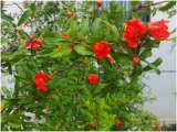 蒙城中学齐山路校区：践行绿色节能 争做环保少年