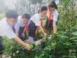 “豆”乐童心 趣味采摘 ——合肥市元一名城小学二一中队开展劳动主题实践活动