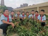 合肥一六八玫瑰园学校东校区：一场与花生的亲密“约会”