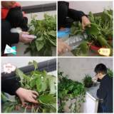 合肥六小中鐵校區(qū)五一中隊(duì)開展勞動促成長系列活動之動植物養(yǎng)護(hù)技能大比拼 