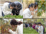 識野也識秋——安慶師范大學一協(xié)會開展校園植物認知活動