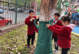 合肥市庐阳实验幼儿园教育集团海棠园开展“我给小树穿冬衣”绿色主题活动
