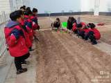 蔬菜幼苗进校园，劳动实践促成长——亳州市拂晓中心小学开展劳动教育活动