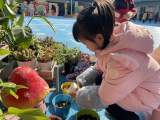 快乐种植，“蒜”你可爱——合肥市安庆路幼儿园教育集团总园小一班结合上学期园内秋晒冬藏活动