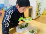 你好，蚕宝宝 ——合肥市安庆路幼儿园桃蹊分园大一班开展特色活动