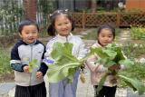 合肥市宿州路幼儿园教育集团森林城分园：与春天的野菜来一场特别的邂逅 