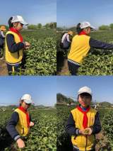 山光悦茶色 学子采茶忙  ——霍山文峰小学开展劳动实践研修活动