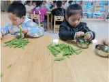 开心剥豆子，劳动润生活——怀宁县实验小学幼儿园开展劳动实践活动