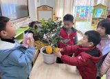 合肥市庐阳实验幼儿园教育集团红玺台总园：呀！一棵柠檬树
