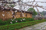池州杏花村：春色秀美满村落 花漾田园引客来