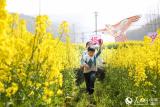  油菜花开  春到枞阳
