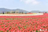 200万株五彩绽放！巢湖半汤启动第四届郁金香节