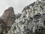 阳春三月 黄山现罕见雾凇景观 惊艳游人
