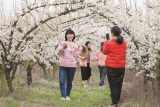 濉溪：满园芬芳引客来 踏青赏花春意浓