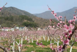 岳西温泉：十里桃花醉游人