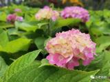 合肥：花开瑶海 邀您打卡