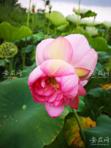 罕见！芜湖万亩荷花池塘发现两朵并蒂莲