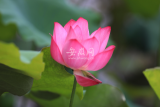 合肥荷花姿态美 多处佳地可赏荷