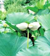 国内首次大面积发现！阜阳发现千余亩近白花型野生莲！还有一株罕见并蒂莲！