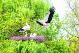 合肥野生物园新生东方白鹳已开始独立生活