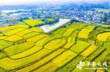 肥东许井社区：稻花香里好“丰”景