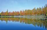 芜湖九莲塘公园 “杉”色正美 