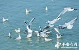 大批“红嘴精灵”聚集巢湖姥山岛越冬