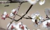 3月5日惊蛰气温回暖 淮南市民户外赏花