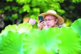 合肥市植物园又到荷花盛开时