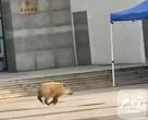 野猪出没，芜湖这样应对