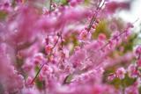 芜湖滨江公园 雨中红梅别样美