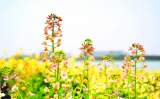 合肥少荃湖公园南岸 彩色油菜花进入最佳观赏期
