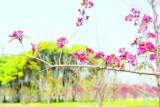 合肥骆岗公园春意盎然