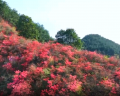 新安江水碧悠悠 谷阳樱花若云霞