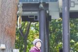 芜湖九莲塘公园“萌萌哒”小松鼠频繁出没