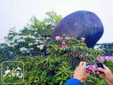 天柱山杜鹃花盛开 引游客驻足拍照（图）