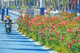 芜湖打造绿色幕墙和生态围栏 丰富城市绿化景观