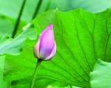 “荷”你相遇 “莲”动夏日