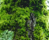 科普 | 苔藓和地衣有什么区别