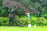马鞍山：游园景观树紫叶李挂果引来市民采摘  