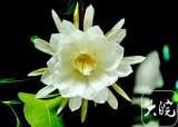 昙花一现 速来围观