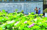 合肥包公园荷花盛开 夏意浓