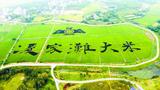 巨幅稻田画 亮相含山乡村田园